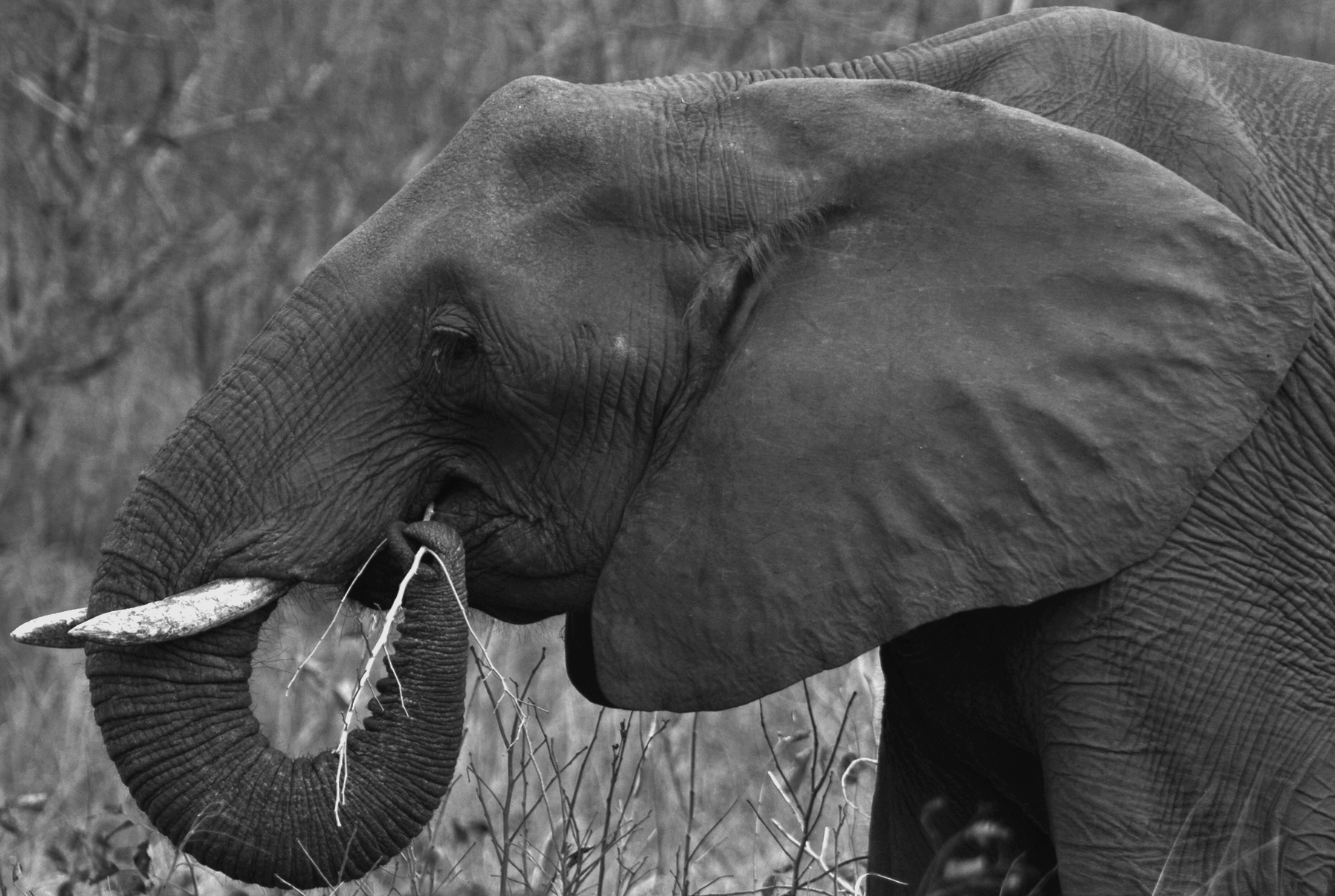 Elephant