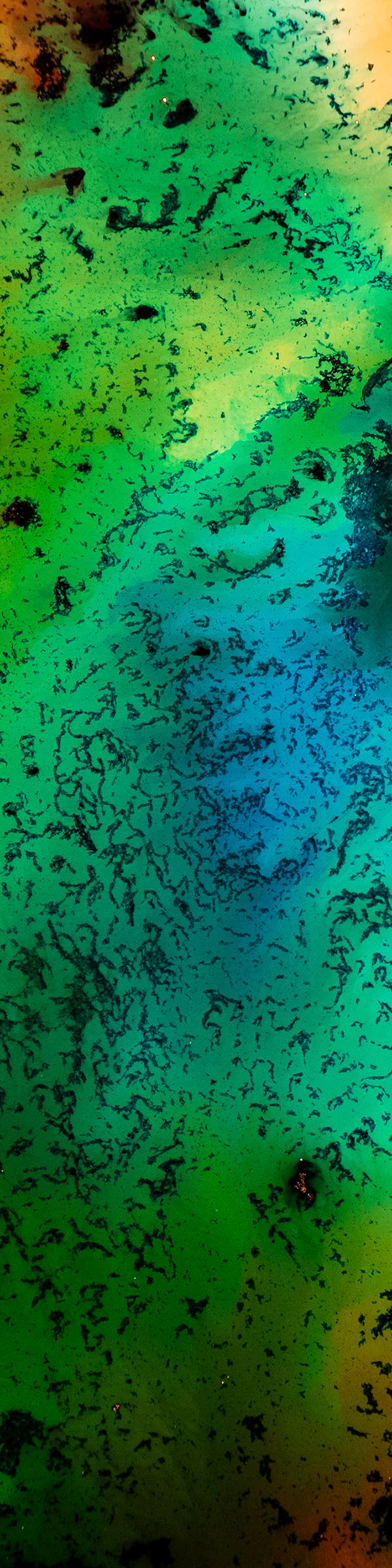2x8 crop